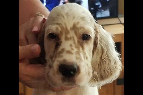 (-) <strong>tn</strong> Breed (-) irish <strong>setter</strong> Registration (-) akc About This Breed Dog Group: Sporting Size: 24-27 inches tall, 50-70 lbs Lifespan: 11-15 years Energy Level: Very High Coat: Flat,. . English setter puppies for sale in tn
